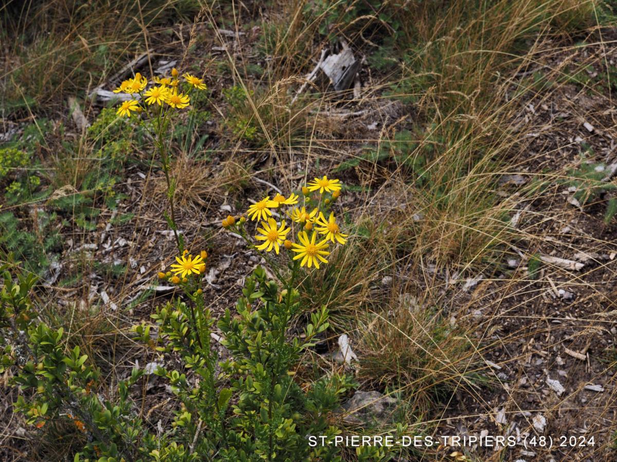 Ragwort plant